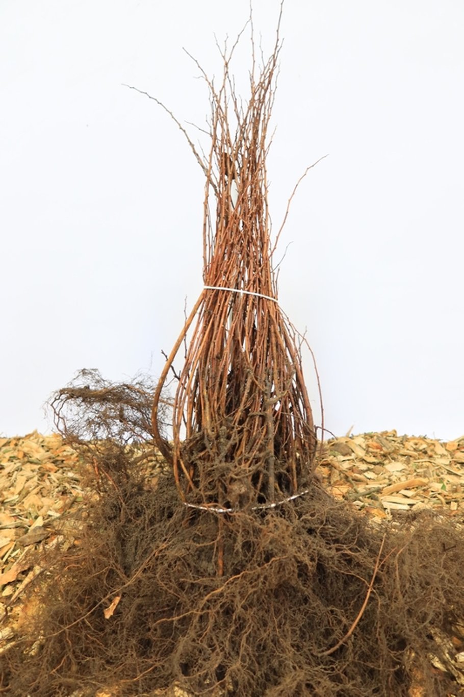 Spiraea betulifolia 'Tor' - 30-50 CM bare root 0/2